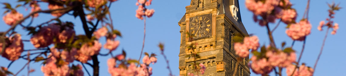 View of Healy Clock Tour surrounded by cherry blossoms